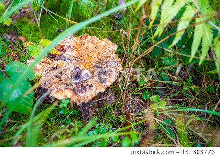 Wild mushroom growing on the forest floor among autumn leaves and soil in the Czech woods. Concept of seasonal foraging, natural biodiversity and quiet observation in woodland environments. 131303776