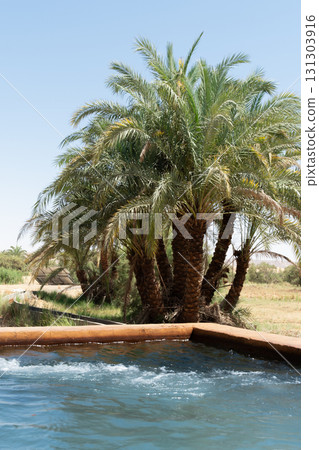 Hot springs in the Bahariya oasis in Egypt. Black and White desert tour.  131303916