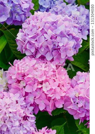 early morning hydrangea 131304080