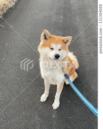 散步時休息一下，秋田犬 131304089