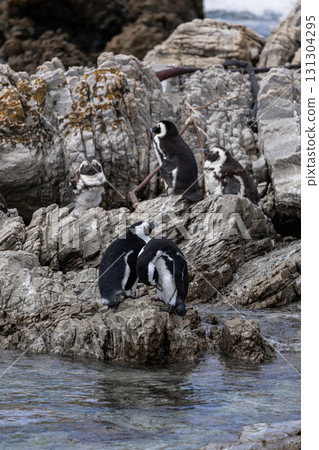 African penguins rest on Stony point, Bettys Bay, Western Cape, South Africa African penguins rest on Stony point, Bettys Bay, Western Cape, South Africa 131304295