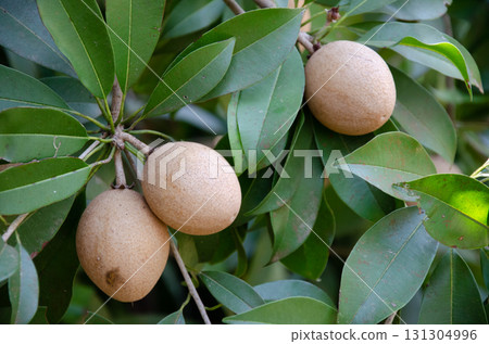 Raw sapota or sapodilla fruits on tree 131304996