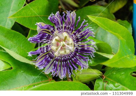 Passiflora Flower (Krishnakamal) Passiflora Flower (Krishnakamal) 131304999