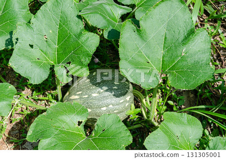 Raw pumpkin with vine and leaves 131305001