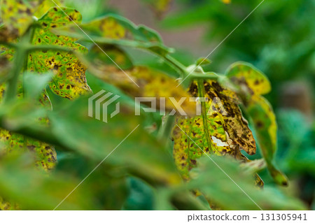 Infected leaves close up view with late blight or other pathogenic fungal disease affecting plants of the nightshade family. Symptoms, manifestations, consequences of crop loss 131305941