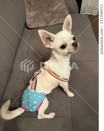 Chihuahua wearing polka dot diaper and rainbow harness lying 131306051