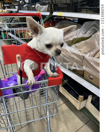 Chihuahua dog shopping in supermarket cart with owner Chihuahua dog shopping in supermarket cart with owner 131306054