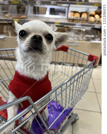 Chihuahua dog riding shopping cart in grocery store 131306055