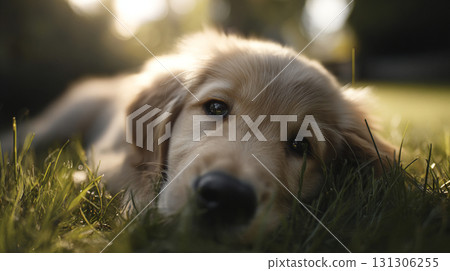 可愛的黃金獵犬小狗躺在草地上 131306255