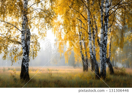 Golden birch grove in soft morning mist, sunlit yellow leaves and white trunks over a grassy meadow 131306446