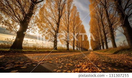 Autumn trees with golden leaves forming a natural tunnel. 131307255