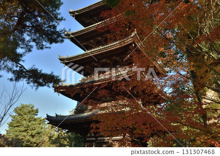 世界遺產 仁與寺五重塔與楓樹(京都市右京區) 世界遺產 仁與寺五重塔與楓樹(京都市右京區) 131307468