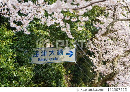 盛開的櫻花和前往海津大崎的路標 131307555