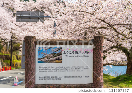 Welcome to Kaizu Osaki. Cherry blossoms in full bloom 131307557