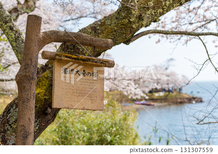 Lake Biwa Quasi-National Park, Japan's Top 100 Cherry Blossom Spots, Kaizu Osaki Cherry Blossoms Lake Biwa Quasi-National Park, Japan's Top 100 Cherry Blossom Spots, Kaizu Osaki Cherry Blossoms 131307559