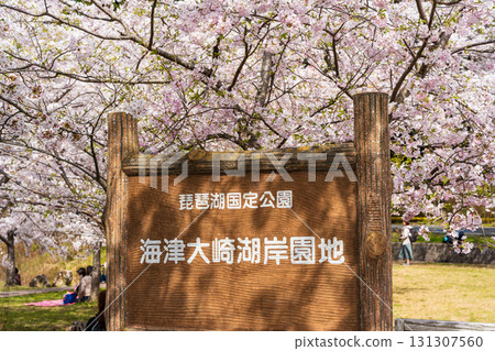 Lake Biwa Quasi-National Park, one of Japan's top 100 cherry blossom viewing spots, Kaizu Osaki Lakeside Park 131307560