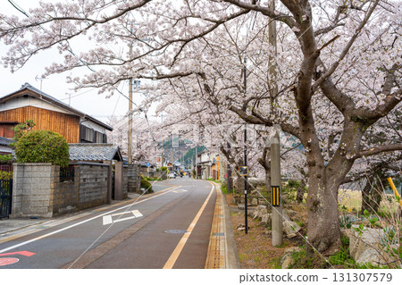 滋賀縣高島市春天櫻花盛開的美麗街道 131307579