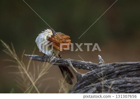 Burchell Coucal in Greater Kruger National park, South Africa Burchell Coucal in Greater Kruger National park, South Africa 131307656
