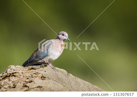 Laughing Dove in Greater Kruger National park, South Africa 131307657