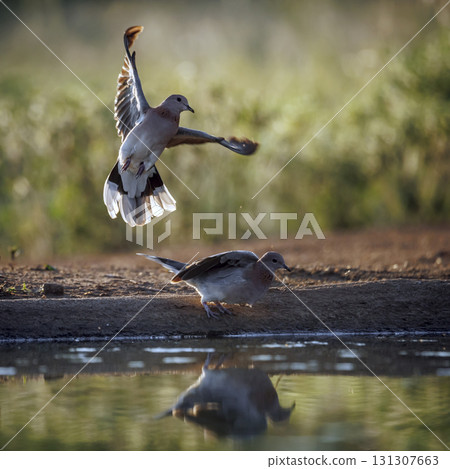 Laughing Dove in Greater Kruger National park, South Africa 131307663