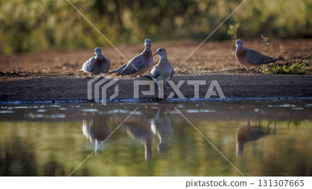 Laughing Dove in Greater Kruger National park, South Africa 131307665
