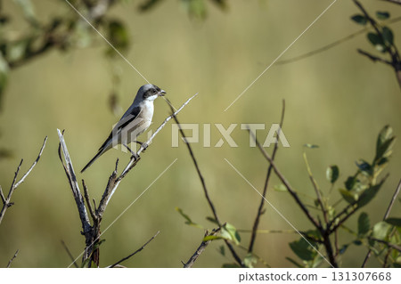 Lesser Grey Shrike in Greater Kruger National park, South Africa 131307668