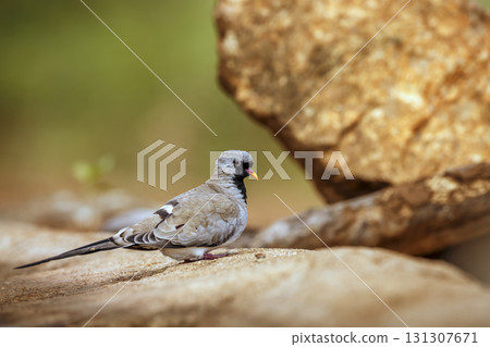 Namaqua Dove in Greater Kruger National park, South Africa Namaqua Dove in Greater Kruger National park, South Africa 131307671