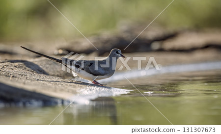 Namaqua Dove in Greater Kruger National park, South Africa Namaqua Dove in Greater Kruger National park, South Africa 131307673