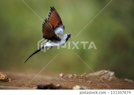 Namaqua Dove in Greater Kruger National park, South Africa Namaqua Dove in Greater Kruger National park, South Africa 131307674