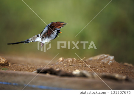 Namaqua Dove in Greater Kruger National park, South Africa Namaqua Dove in Greater Kruger National park, South Africa 131307675