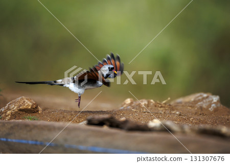 Namaqua Dove in Greater Kruger National park, South Africa 131307676