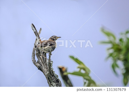 Red backed Scrub Robin in Greater Kruger National park, South Africa 131307679