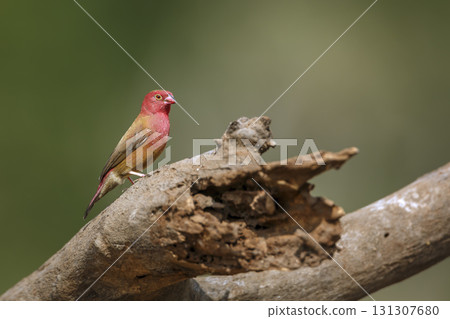 Red billed Firefinch in Greater Kruger National park, South Africa 131307680