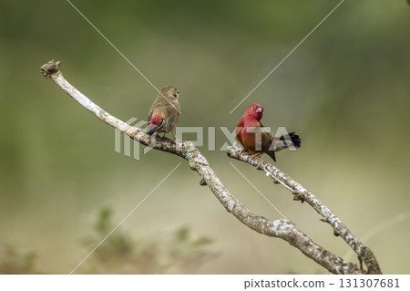 Red billed Firefinch in Greater Kruger National park, South Africa Red billed Firefinch in Greater Kruger National park, South Africa 131307681