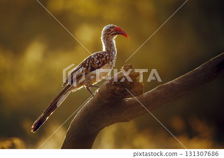 Southern Red billed Hornbill in Greater Kruger National park, South Africa Southern Red billed Hornbill in Greater Kruger National park, South Africa 131307686