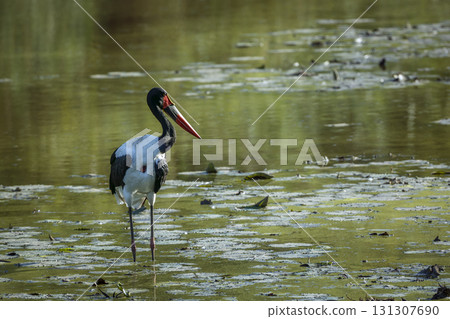 Saddle billed stork in Greater Kruger National park, South Africa Saddle billed stork in Greater Kruger National park, South Africa 131307690