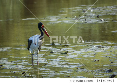 Saddle billed stork in Greater Kruger National park, South Africa 131307691