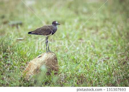Senegal Lapwing in Greater Kruger National park, South Africa 131307693