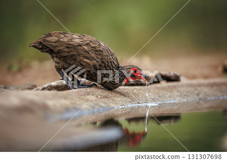 Swainson's Spurfowl in Greater Kruger National park, South Africa 131307698