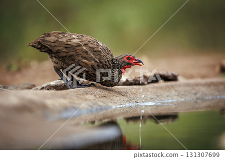 Swainson's Spurfowl in Greater Kruger National park, South Africa 131307699