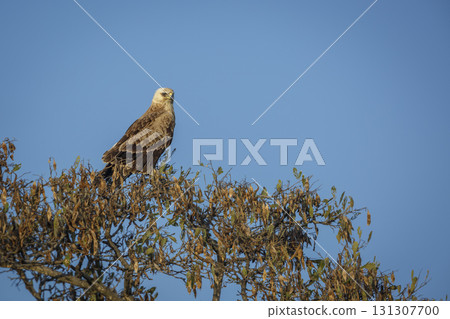 Tawny Eagle in Greater Kruger National park, South Africa Tawny Eagle in Greater Kruger National park, South Africa 131307700