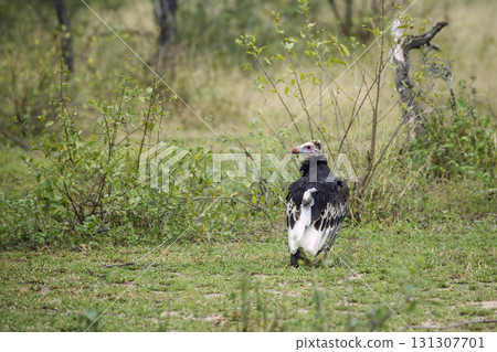 White headed Vulture in Greater Kruger National park, South Africa White headed Vulture in Greater Kruger National park, South Africa 131307701
