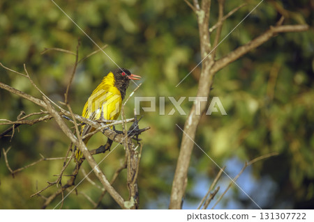 African Black headed Oriole in Greater Kruger National park, South Africa 131307722