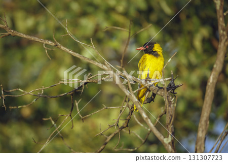African Black headed Oriole in Greater Kruger National park, South Africa African Black headed Oriole in Greater Kruger National park, South Africa 131307723