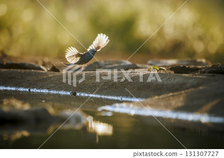 Blue breasted Cordonbleu in Greater Kruger National park, South Africa 131307727