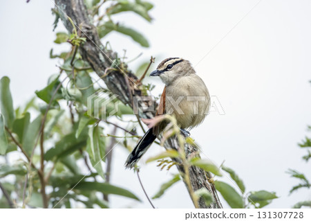 Brown crowned Tchagra in Greater Kruger National park, South Africa Brown crowned Tchagra in Greater Kruger National park, South Africa 131307728