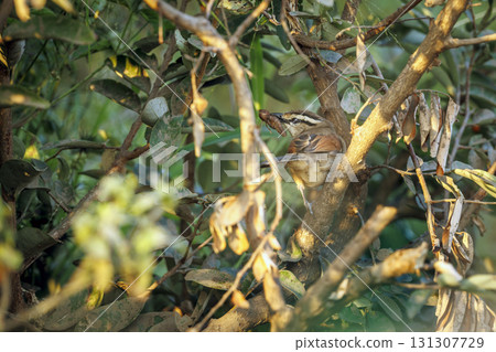 Brown crowned Tchagra in Greater Kruger National park, South Africa Brown crowned Tchagra in Greater Kruger National park, South Africa 131307729