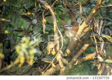 Brown crowned Tchagra in Greater Kruger National park, South Africa Brown crowned Tchagra in Greater Kruger National park, South Africa 131307730