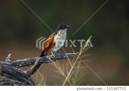 Burchell Coucal in Greater Kruger National park, South Africa Burchell Coucal in Greater Kruger National park, South Africa 131307731