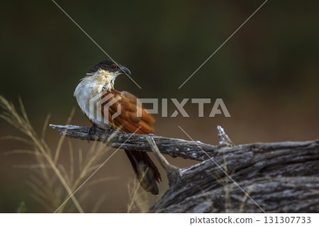 Burchell Coucal in Greater Kruger National park, South Africa Burchell Coucal in Greater Kruger National park, South Africa 131307733